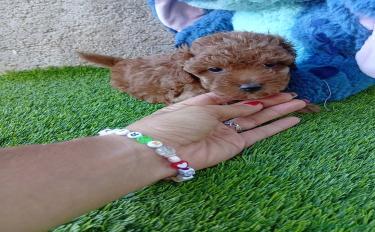 Maltipoo perros - Propaganda 1
