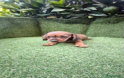 Teckel Miniatura perros en venta: teckel color jabali - Imagen 10