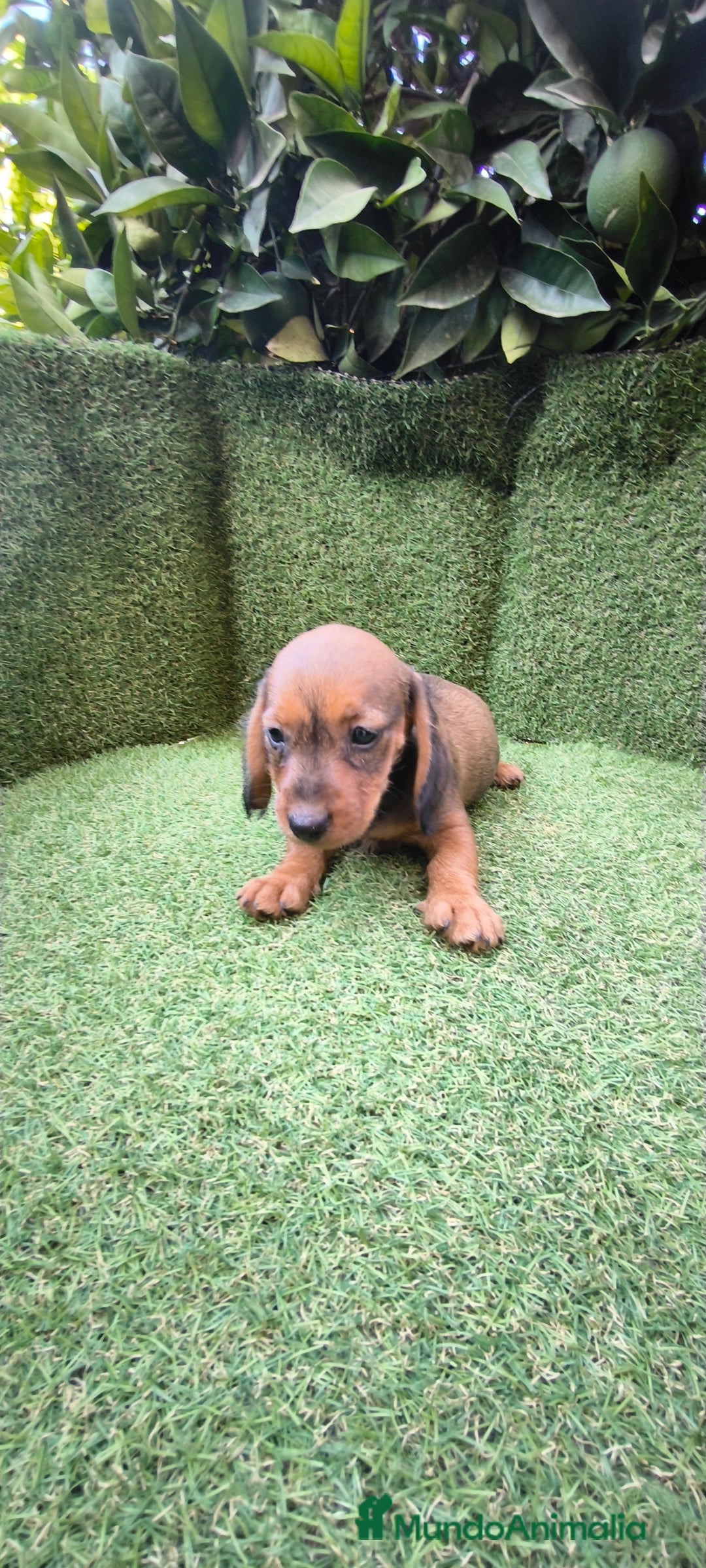 Teckel Miniatura perros en venta: teckel color jabali - Imagen 10