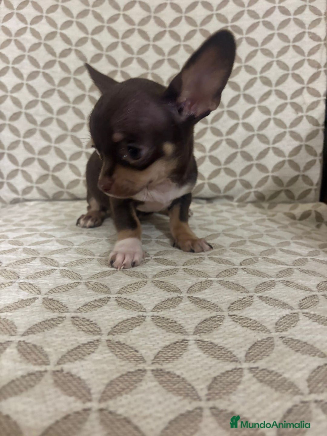 Chihuahua perros en venta: Chihuahua mini toy cabeza manzana  - Anuncio 4