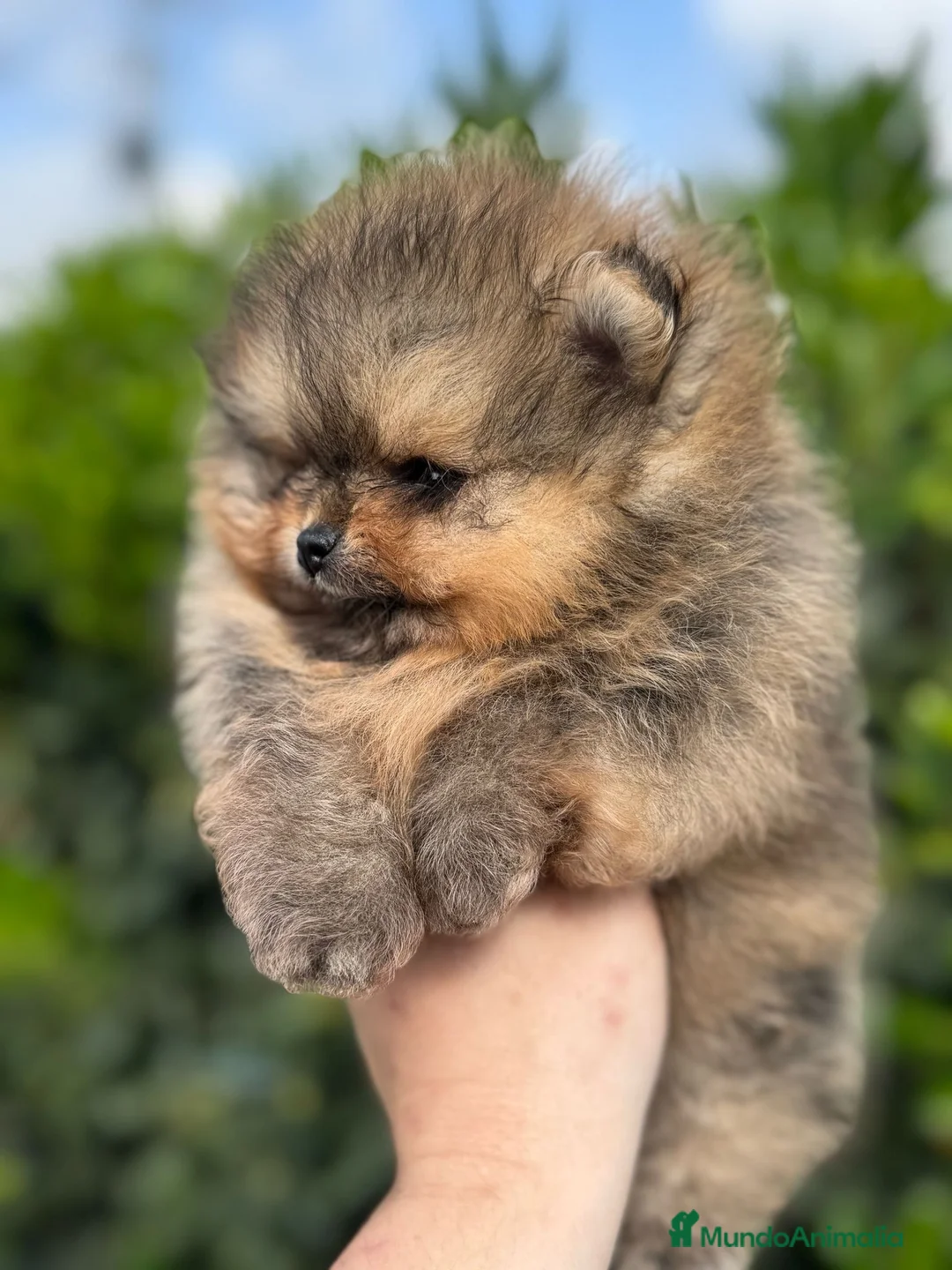 Pomerania perros en venta: AUTENTICOS POMERANIA, LOS MAS MINIATURAS. en Málaga - Anuncio 4