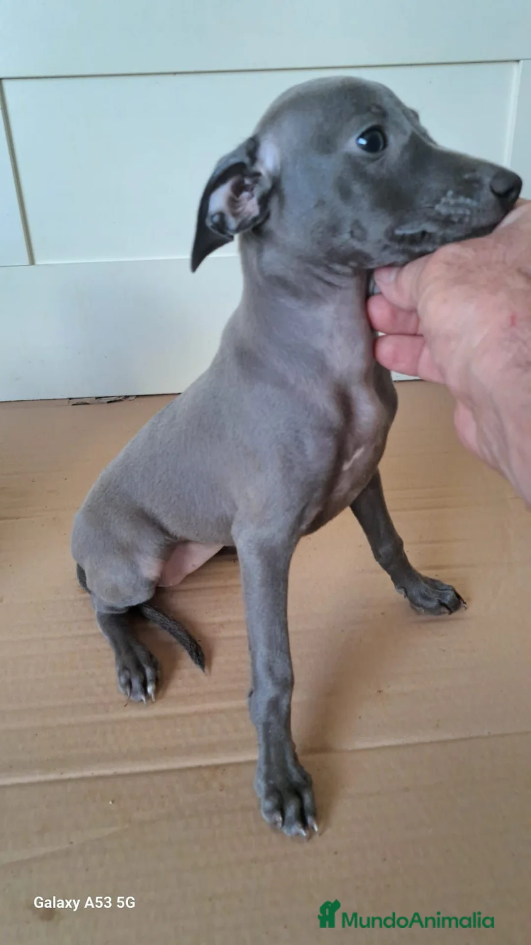 Pequeño Lebrel Italiano perros en venta: Lebrel italiano última hembra!! - Anuncio 1