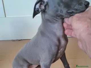 Pequeño Lebrel Italiano perros Lebrel italiano última hembra!! - Anuncio 4