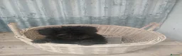 Perro de Agua Español perros en venta: Perro de agua  - Anuncio 1