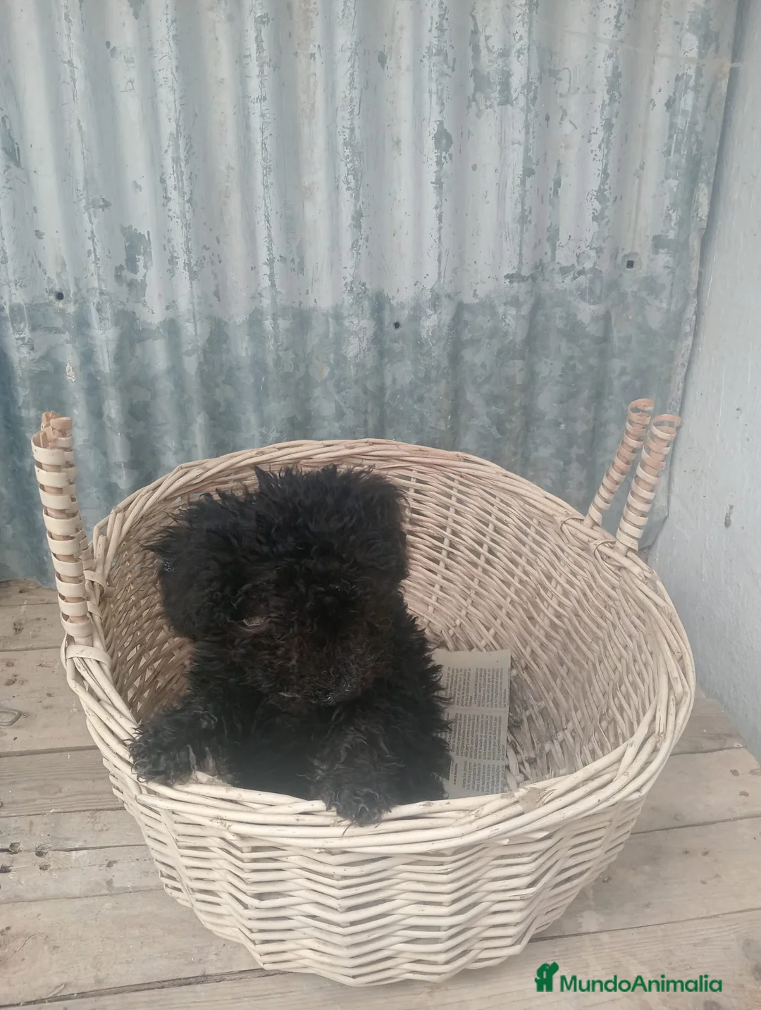 Perro de Agua Español perros en venta: Perro de agua  - Anuncio 1