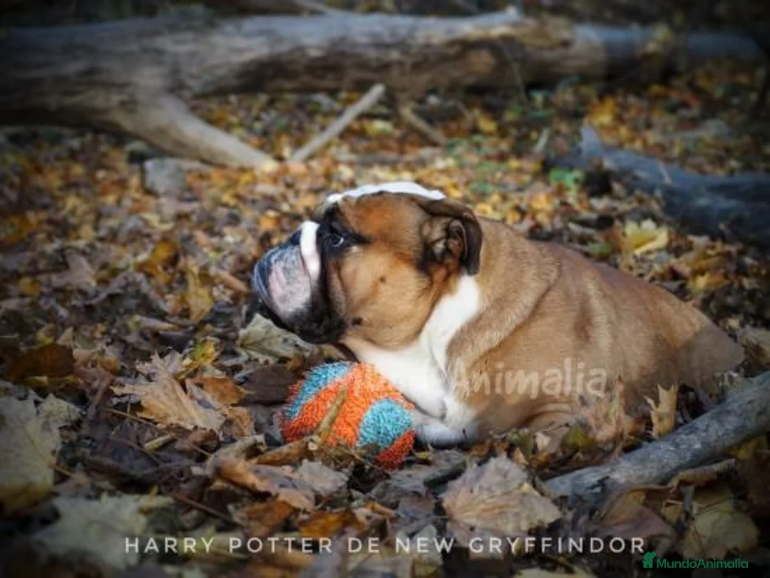 Imagen de galería {{count}}