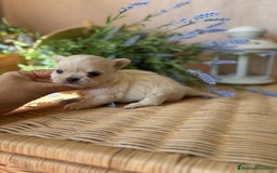 Chihuahua perros en venta: Chihuahua cabeza manzana toy.  - Imagen 3