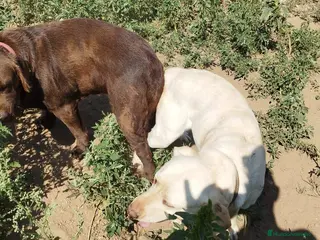 Labrador Retriever perros Labrador Retriever - Anuncio 3