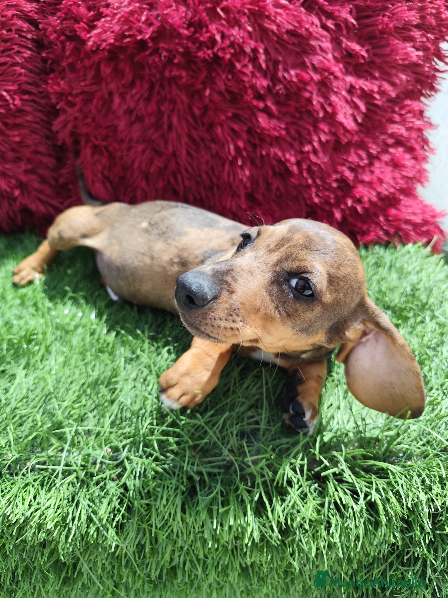 Teckel perros en venta: Teckel Miniatura choco merle - Anuncio 5