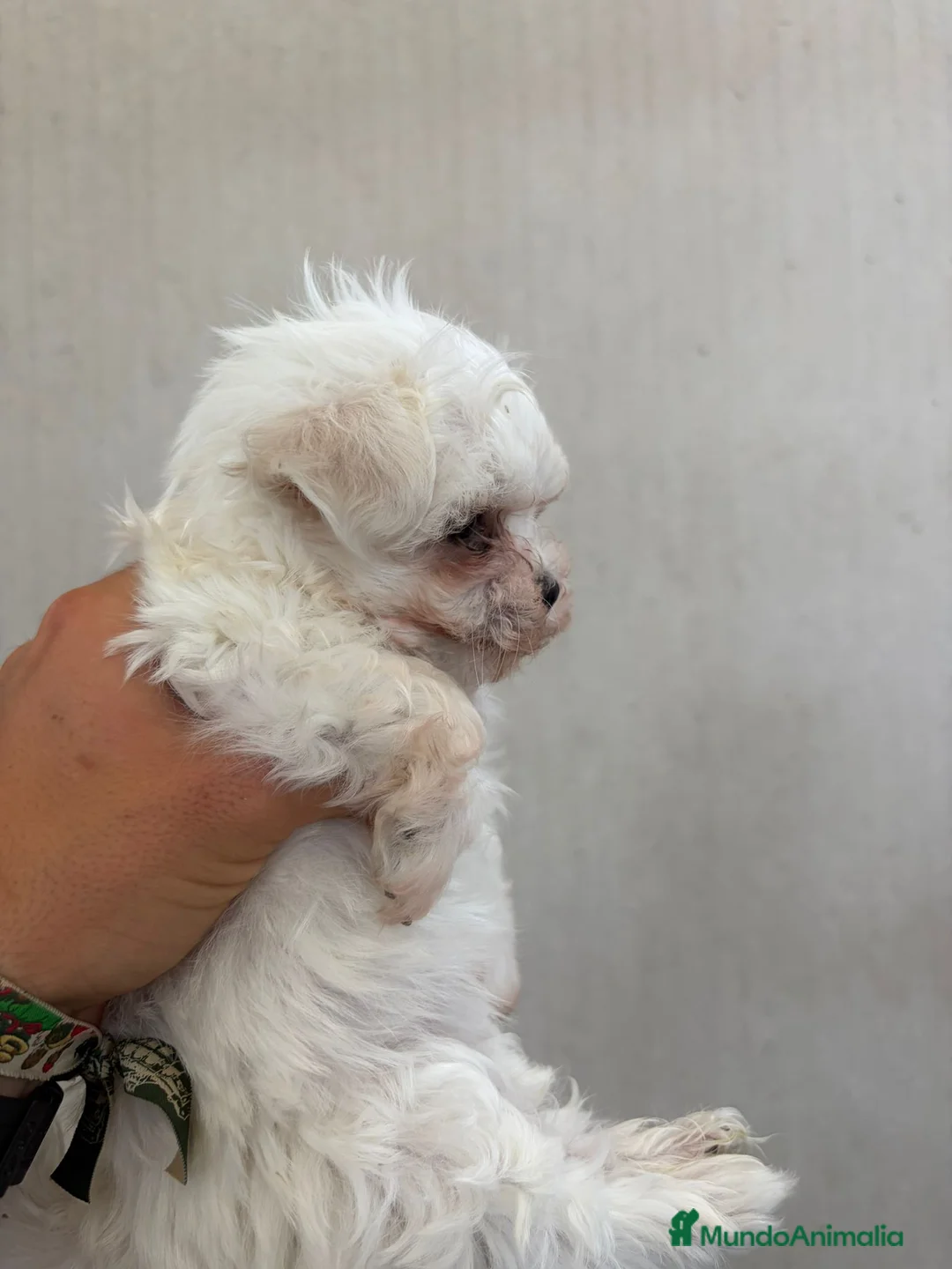 Bichón Maltés perros en venta: Bichon Maltés  - Anuncio 3