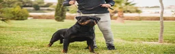 Rottweiler perros en venta: Rottweiler  - Anuncio 10