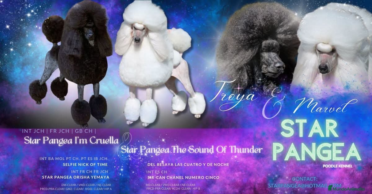 Caniche Gigante perros Cachorros caniche gigante  - Anuncio 7