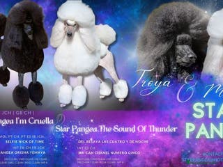 Caniche Gigante perros Cachorros caniche gigante - Anuncio 2