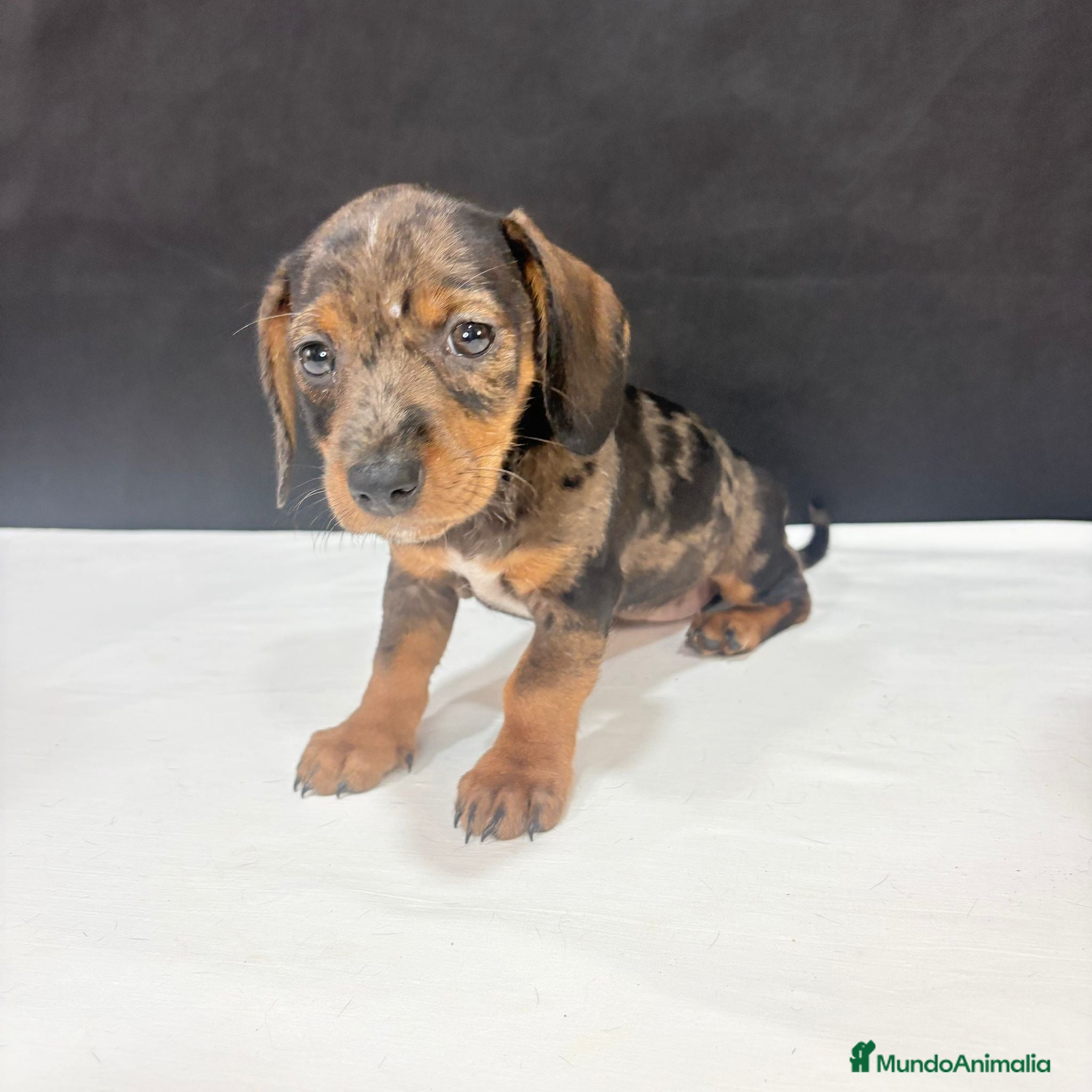 Teckel Miniatura perros Teckel Miniatura - Anuncio 1