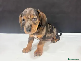 Teckel Miniatura perros Teckel Miniatura - Anuncio 1