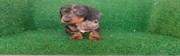 Teckel Miniatura perros en venta: Teckel miniatura  - Anuncio 19