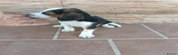 Beagle perros en venta: Beagle Tricolor - Anuncio 3