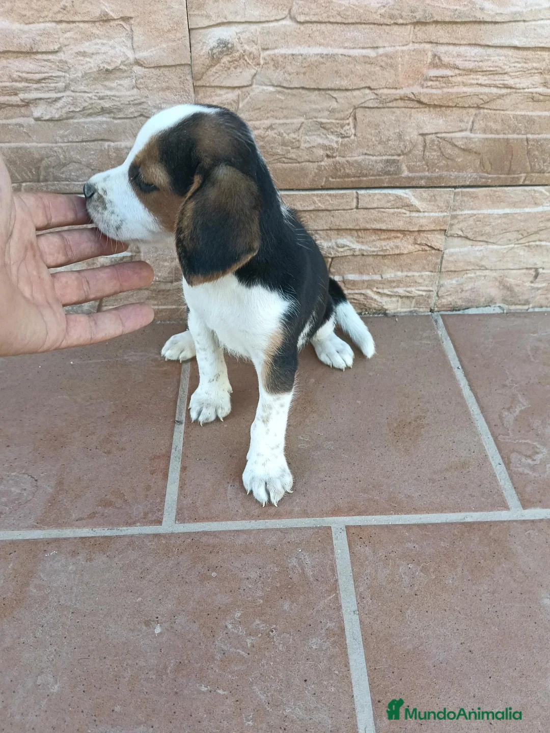 Beagle perros en venta: Beagle Tricolor - Anuncio 3