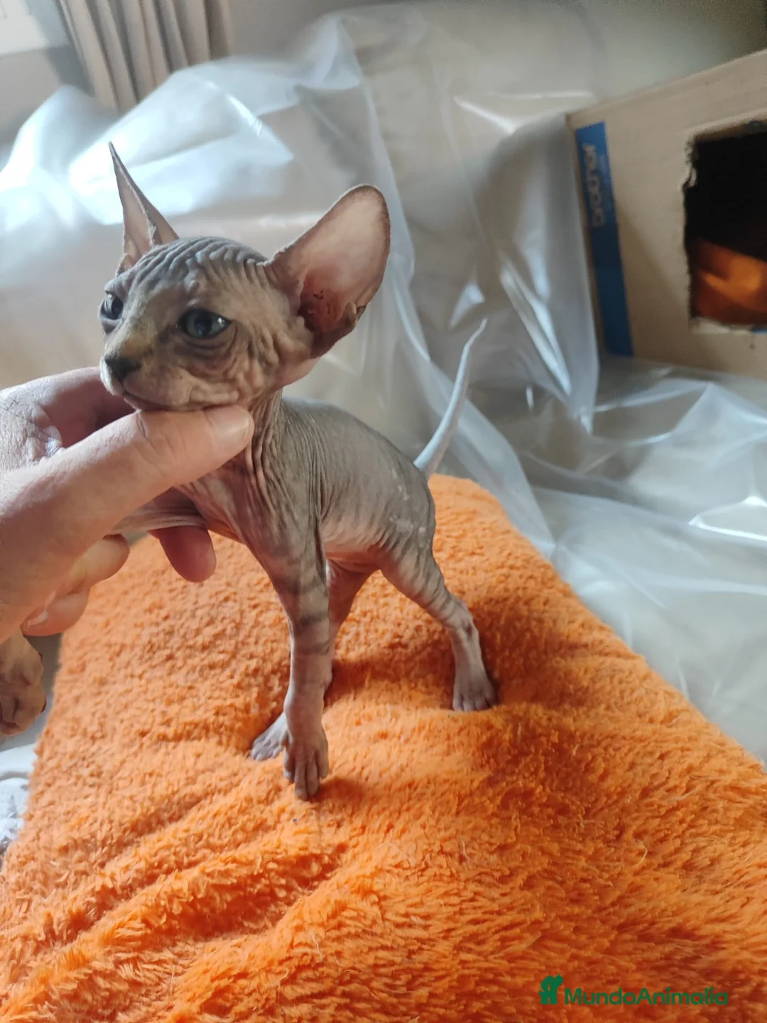 Sphynx gatos en venta: SPHYNX HEMBRAS TACTO GOMA - Anuncio 11