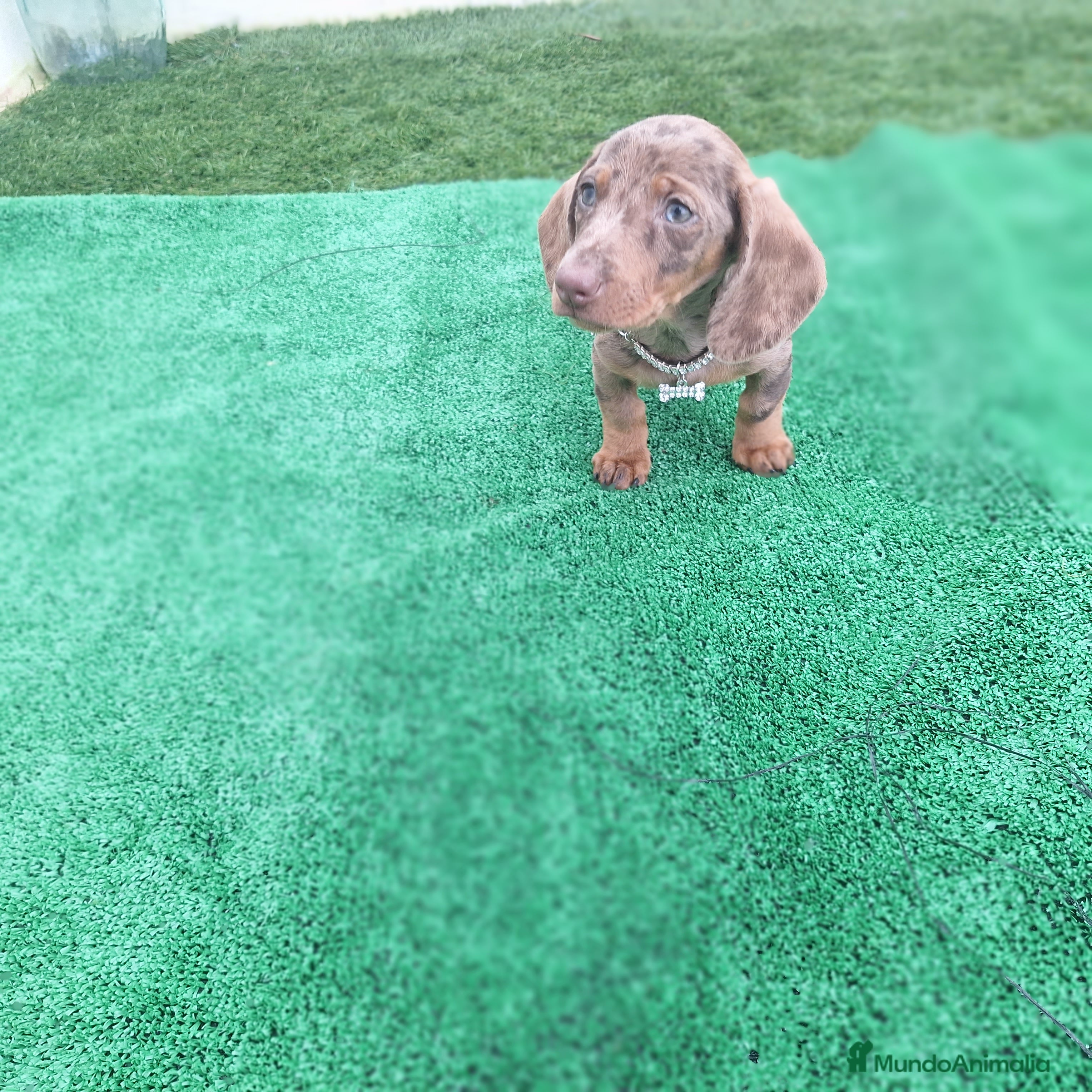 Teckel perros TECKEL MINIATURA ARLEQUIN CHOCOLATE  - Anuncio 2