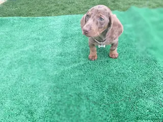 Teckel perros TECKEL MINIATURA ARLEQUIN CHOCOLATE - Anuncio 2