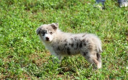 Border Collie perros en venta: MACHO rojo mirlo de Border Collie - Imagen 11