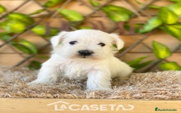 Schnauzer Miniatura perros en venta: Camada de Dalila - Imagen 8