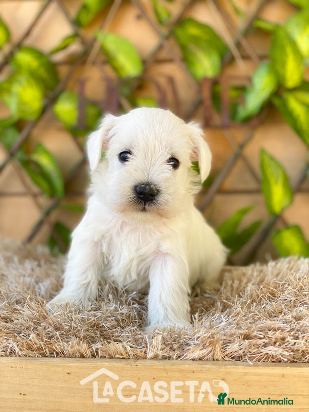 Schnauzer Miniatura perros en venta: Camada de Dalila - Imagen 8