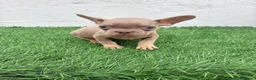 Bulldog Francés perros en venta: Bulldog Frances  - Anuncio 12