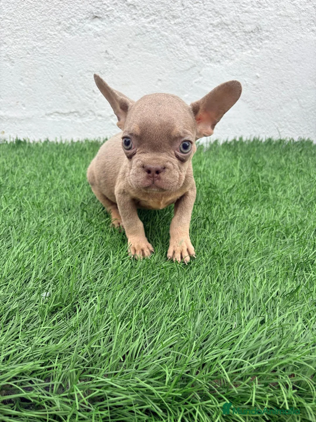 Bulldog Francés perros en venta: Bulldog Frances  - Anuncio 12