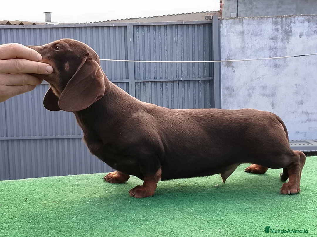 Teckel perros en venta: Cachorritos de teckel  - Anuncio 5