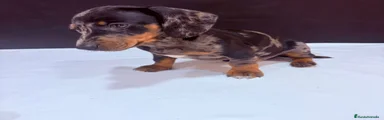 Teckel Miniatura Cachorro 1