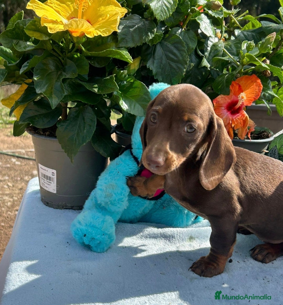 Teckel Miniatura perros en venta: Teckel todos los colores precios reales - Imagen 1