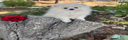 Pomerania perros en venta: Pomerania muy pequeñita con todas las vacunas  - Anuncio 6