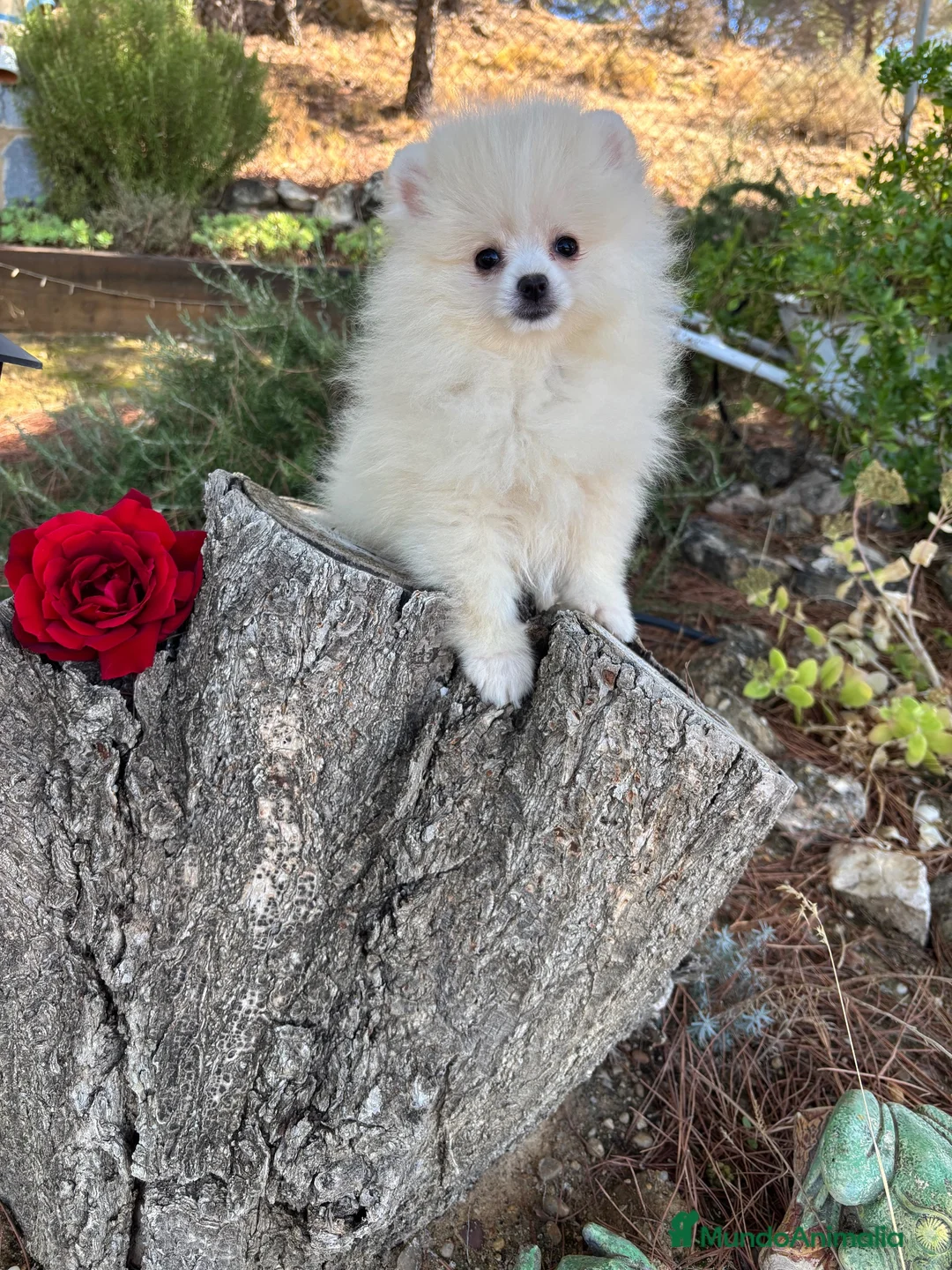 Pomerania perros en venta: Pomerania muy pequeñita con todas las vacunas  - Anuncio 6