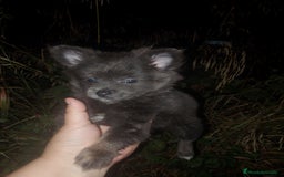 Pomerania perros en venta: Pomchis madre pomchi padre pomerania toy  en Madrid - Imagen 6
