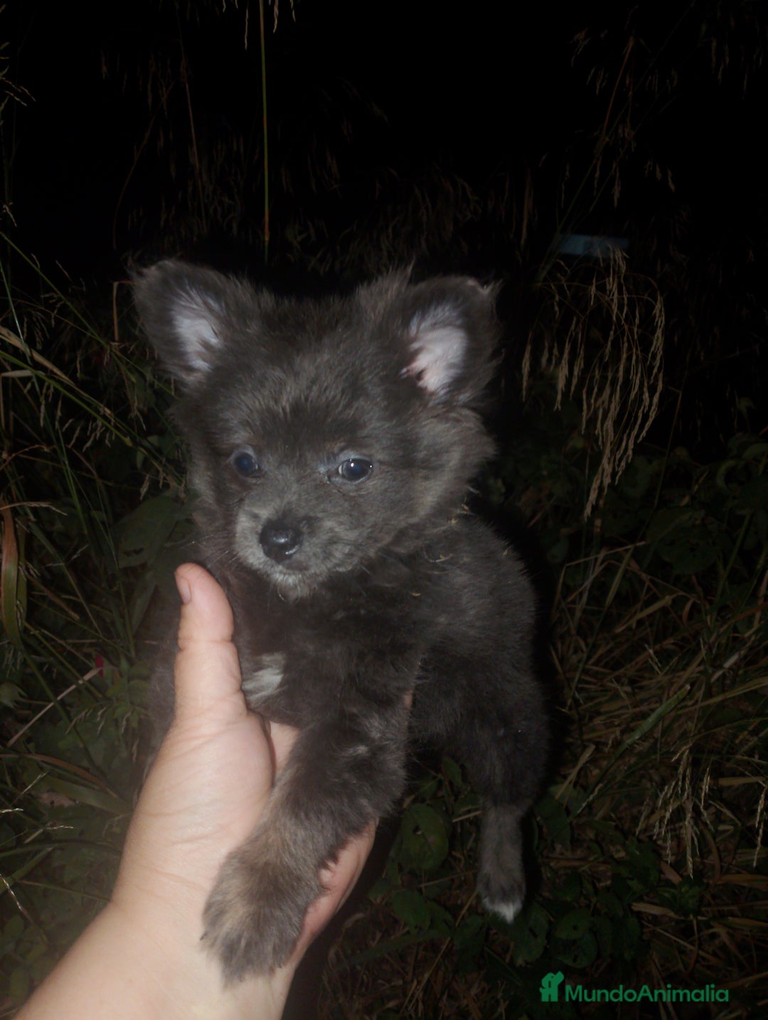 Pomerania perros en venta: Pomchis madre pomchi padre pomerania toy  en Madrid - Imagen 6
