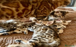 Bengalí gatos en venta: Hembritas de Gato Bengalí - Imagen 6