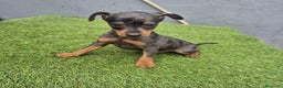 Pinscher Miniatura perros en venta: Mini-pinscher merle blue - Anuncio 5