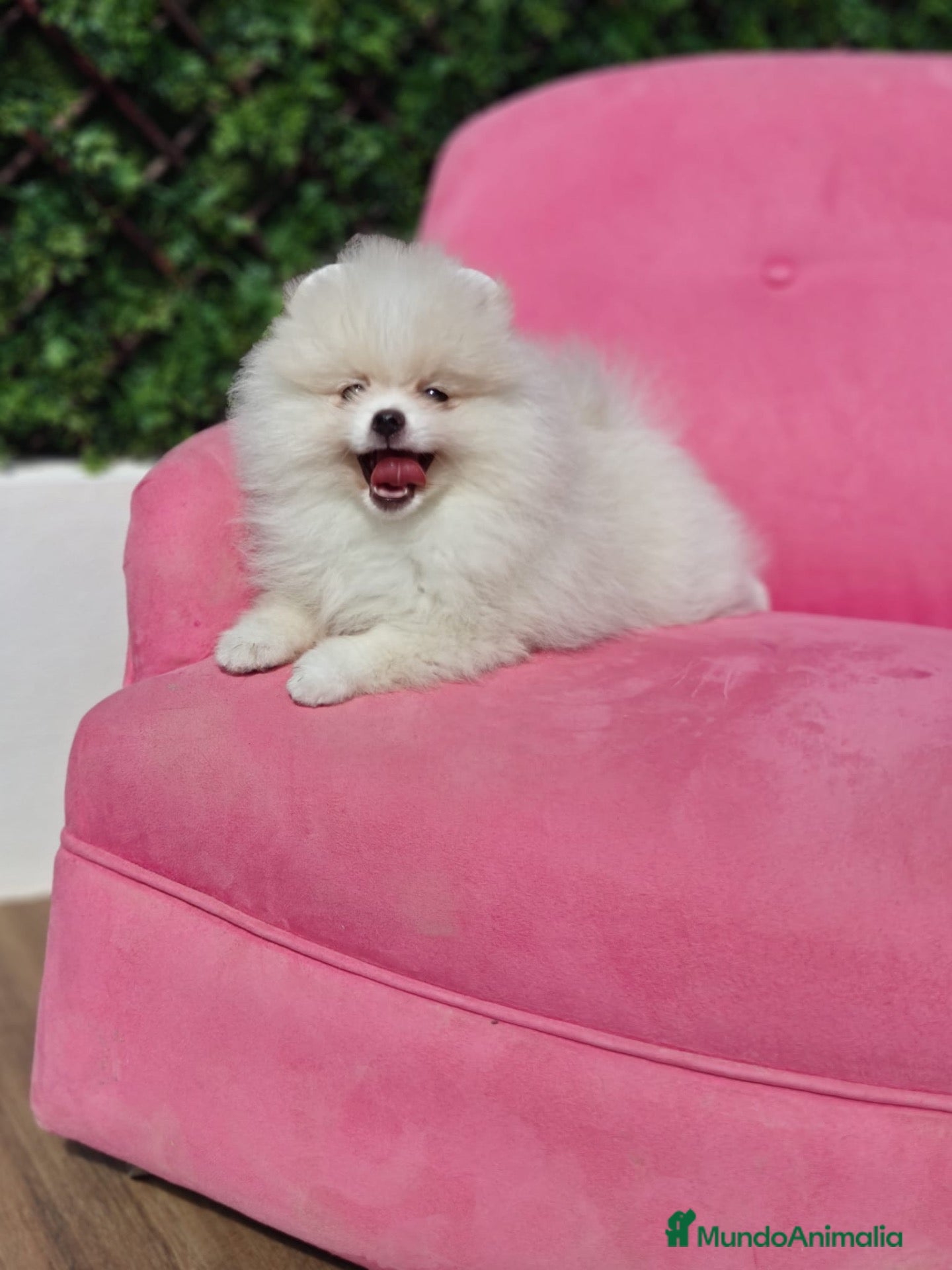 Pomerania perros Pomerania  - Anuncio 2