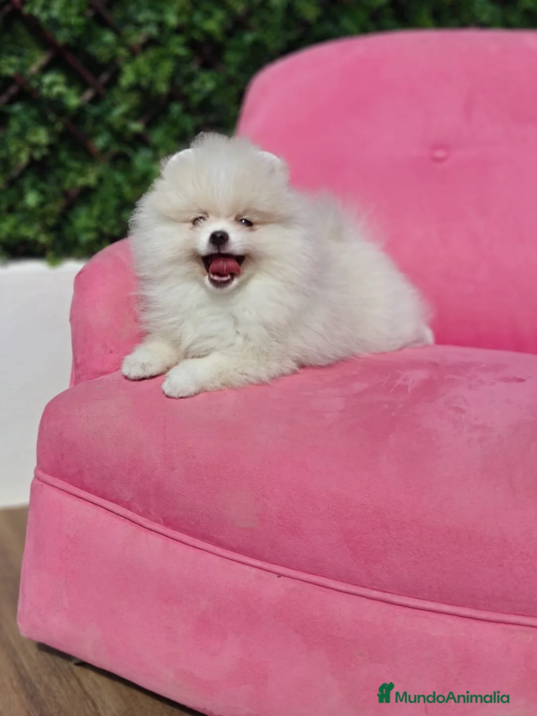 Pomerania perros en venta: Pomerania  - Anuncio 1