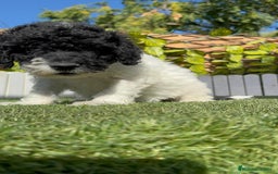 Perro de Agua Español perros en venta: PERRO DE AGUA HEMBRA - Imagen 12