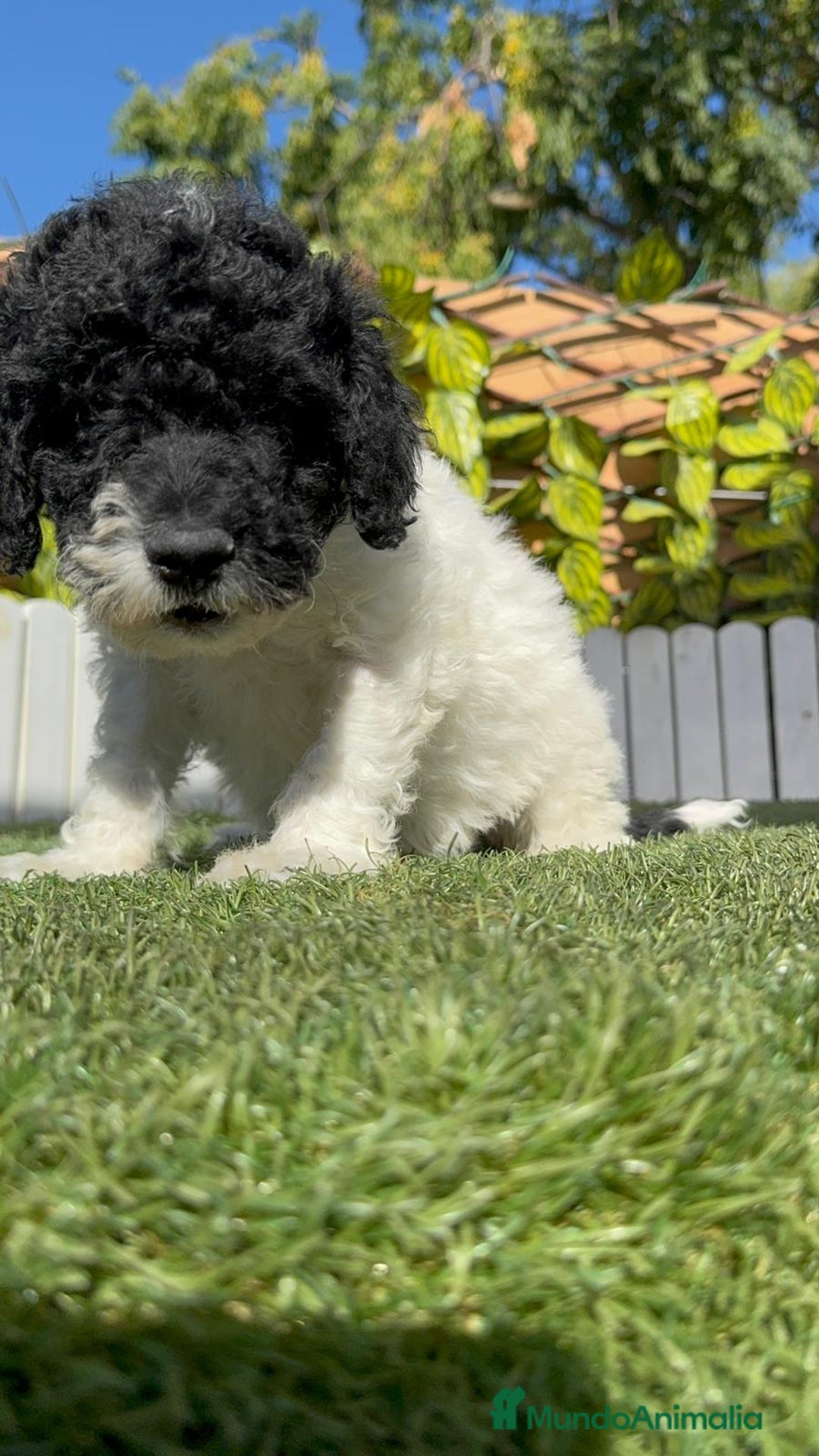 Perro de Agua Español perros en venta: PERRO DE AGUA HEMBRA - Imagen 12