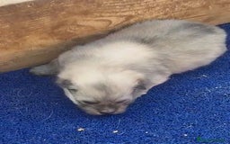 Pomerania perros en venta: Pomerania macho y hembra - Imagen 2