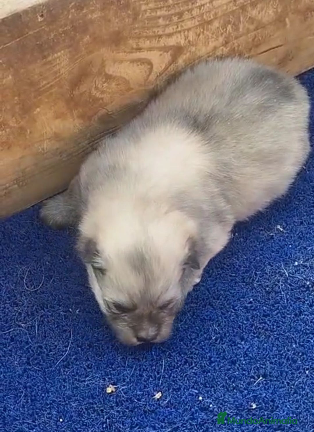 Pomerania perros en venta: Pomerania macho y hembra - Imagen 2