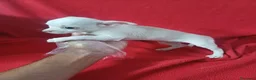 Chihuahua perros en venta: Chihuahua  - Anuncio 2