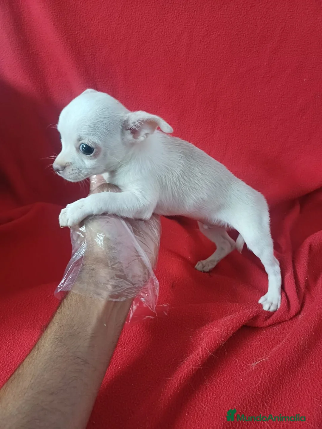 Chihuahua perros en venta: Chihuahua  - Anuncio 2