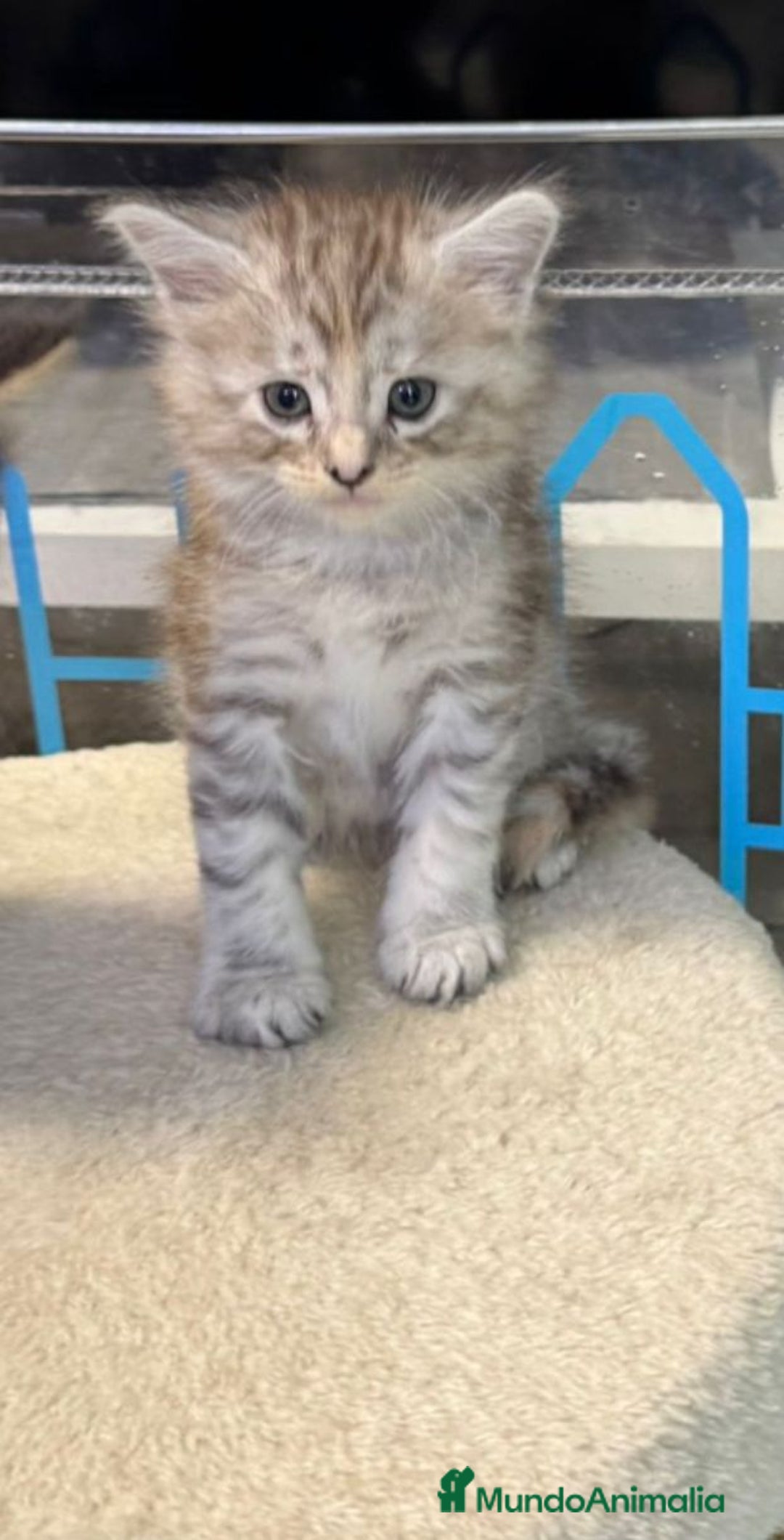 Maine Coon gatos en venta: Maine Coon  - Anuncio 1