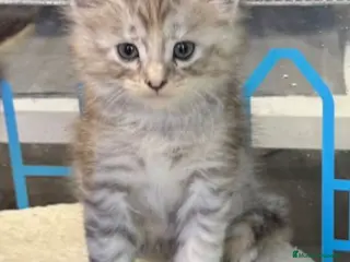 Maine Coon gatos Maine Coon - Anuncio 18