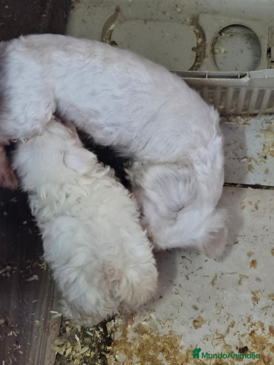 Bichón Maltés perros en venta: BICHON MALTES - Anuncio 9